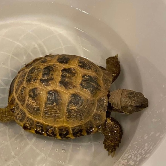 Meet your Posher, Lisa - Picture 8 of 8